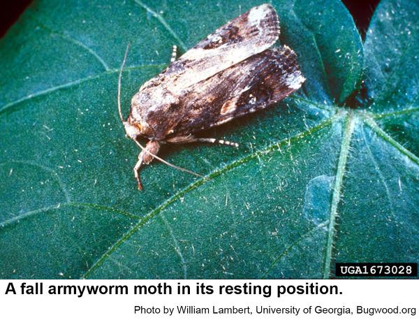 Fall armyworm moth